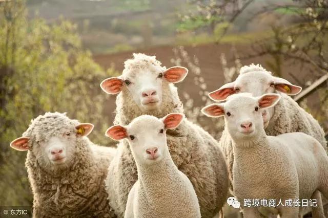那些年 撸万国邮联 羊毛的卖家，现在只剩下一地鸡毛！！！