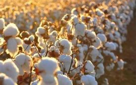 紧急通知！美国禁止进口新疆棉，严查纺织品