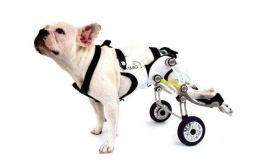 亚马逊宠物轮椅类目卖家，为何亏损两百多万？