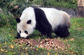 贸易战升级殃及大熊猫！旅美熊猫或将返回中国？