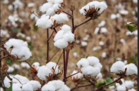 亚马逊封杀含新疆棉花产品！中国卖家第一个不答应！
